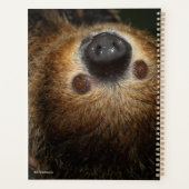 Sloth à deux doigts du Sud (Dos)