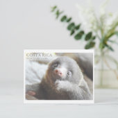 Sloth carte postale souvenir Costa Rica  (Debout devant)