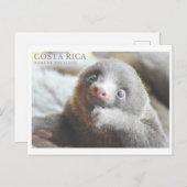 Sloth carte postale souvenir Costa Rica  (Devant / Derrière)