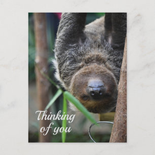 Sloth Hanging Out Edinburgh Zoo denkt aan jou Briefkaart