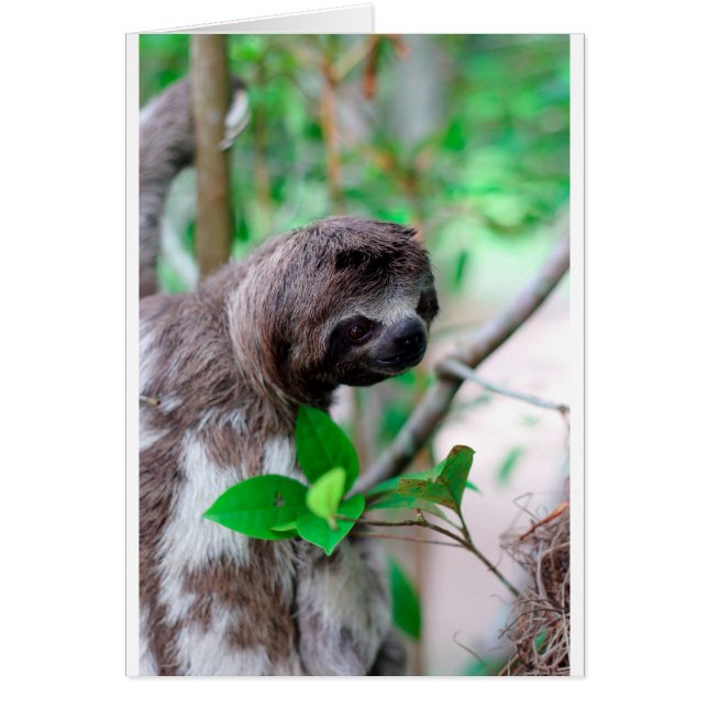 Sloth in tree Nicaragua (Devant)