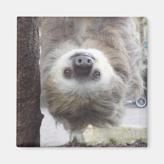 Sloth Magnet Magneet