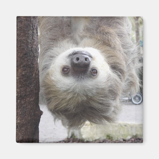 Sloth Magnet Magneet (Voorkant)