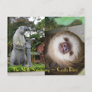 Sloth Sanctuary Briefkaart