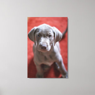 Slowaakse rammeloen canvas afdruk