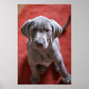 Slowaakse rammeloen poster