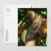 Slugs, Unalaska Island Briefkaart (Voorkant / Achterkant)