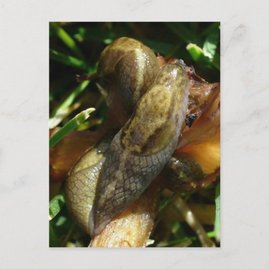 Slugs, Unalaska Island Briefkaart (Voorkant)