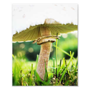 Sluit af met deze Cool Shroom Natuur fotografie Foto Afdruk