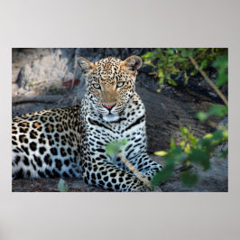 Sluit de leopard-portret af. poster