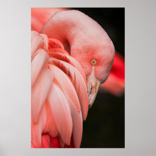 SLUIT FOTOGRAFIE VAN EEN PINKBIRD OP POSTER