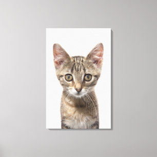 Sluit portret van een kitten af canvas afdruk