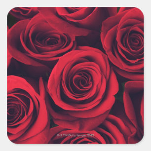 Sluit rode rozenbloemen. vierkante sticker