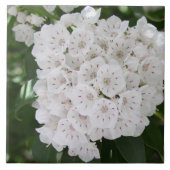 Sluit White Mountain Laurel Flowers Tegeltje (Voorkant)