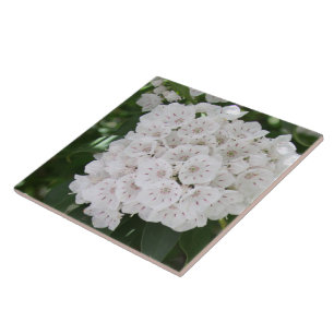 Sluit White Mountain Laurel Flowers Tegeltje