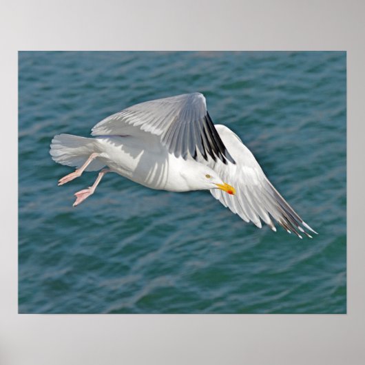 Sluitbuismeeuw (Larus argentatus) tijdens de vluch Poster (Voorkant)