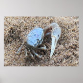 Sluiten en vuil. ! Fiddler Crab Poster (Voorkant)