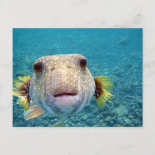 Sluiten Gezicht van een Puffer Fish Arothron Hispi Briefkaart