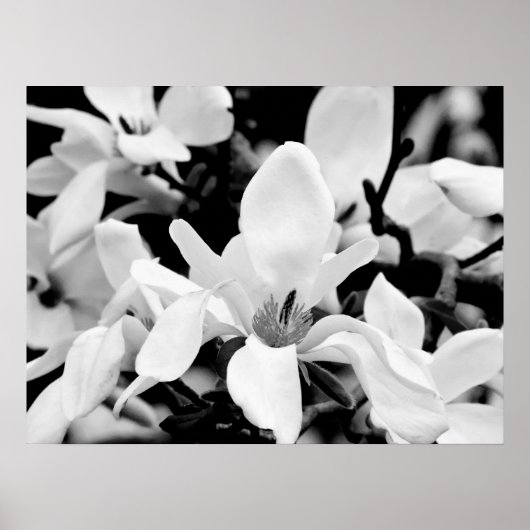 Sluiten Magnolia Blooms Art Poster (Voorkant)