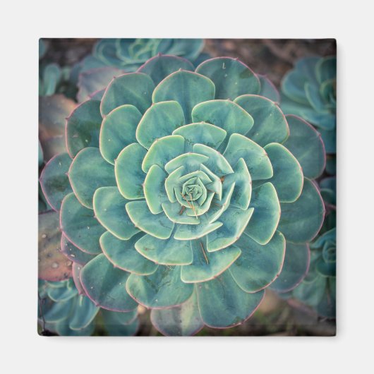 Sluiten Succulent Magneet (Voorkant)