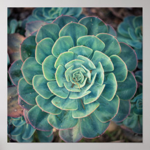 Sluiten Succulent Poster