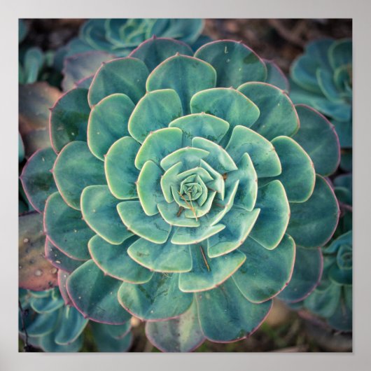Sluiten Succulent Poster (Voorkant)