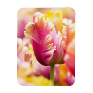 Sluiten Tulips Magneet