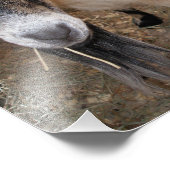 Sluiten van Billy Goat Eating Hay Foto Afdruk (Hoek)