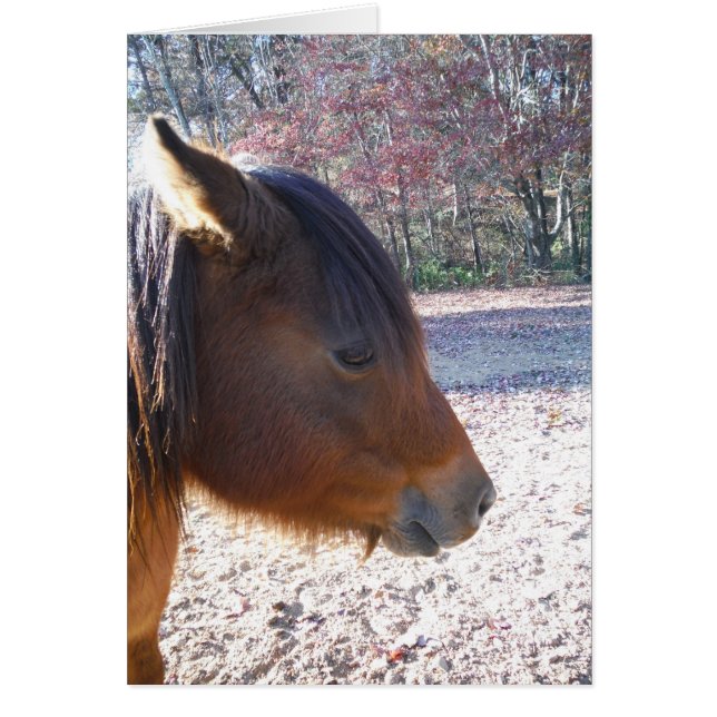 Sluiten van bruin paard, Little Brown Pony (Voorkant)