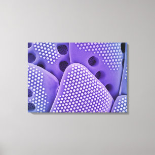 Sluiten van Diatom frustules (Mlychenensis) Canvas Afdruk