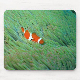 Sluiten van een gekloonde anemonvis, Okinawa, Japa Muismat