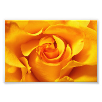 Sluiten van een Gele Rose Foto Afdruk