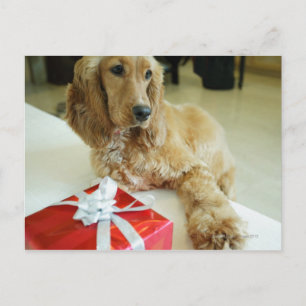 Sluiten van een hond met een cadeau briefkaart