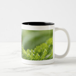 Sluiten van een ladybug op een tak tweekleurige koffiemok