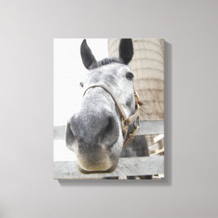 Sluiten van een paard canvas afdruk