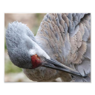 Sluiten van een Sandhill Crane Preening Print Foto Afdruk