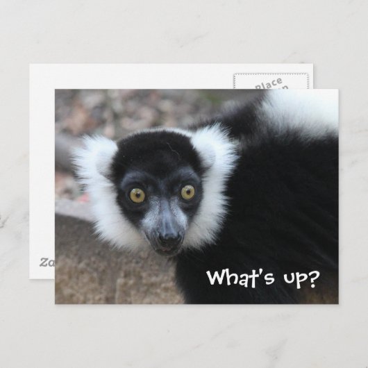 Sluiten van een zwarte en witte rode Lemur Briefkaart (Voorkant / Achterkant)