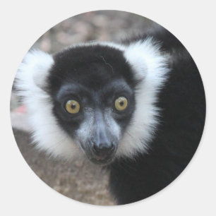 Sluiten van een zwarte en witte rode Lemur Ronde Sticker