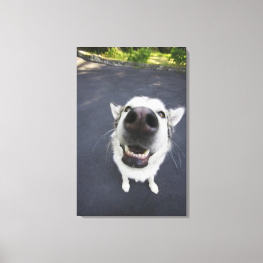 Sluiten van husky's neus canvas afdruk (Voorkant)