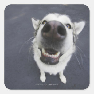 Sluiten van husky's neus vierkante sticker