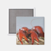 Sluiten van krab op stokken magneet (Voorkant / Achterkant)