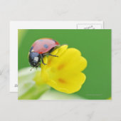 Sluiten van Ladybug Briefkaart (Voorkant / Achterkant)