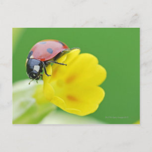 Sluiten van Ladybug Briefkaart