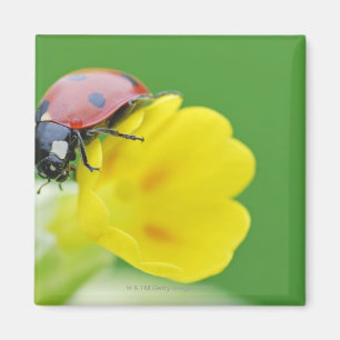 Sluiten van Ladybug Magneet