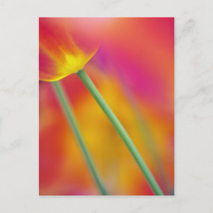 Sluiten van onderzijde van tulpenbloem briefkaart