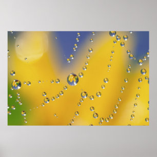 Sluiten van spinweb met dauwdruppels poster