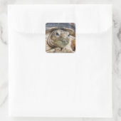 Sluiten van Sulcata Tortoise Face Vierkante Sticker (Tas)