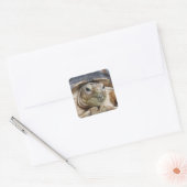 Sluiten van Sulcata Tortoise Face Vierkante Sticker (Envelop)