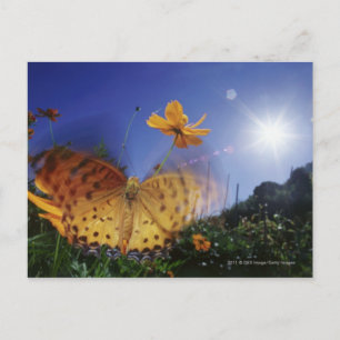 Sluiten van vlinder, vleugels met flapende vleugel briefkaart