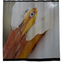 Sluiten van White Pelican met Blue Eye